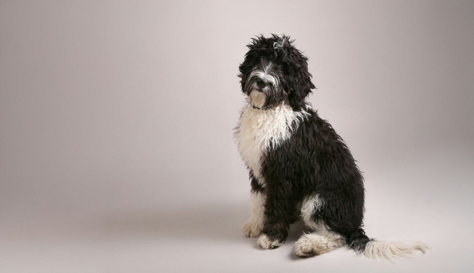 Suds N Pups Dog Grooming and Wash – Pet Groomer