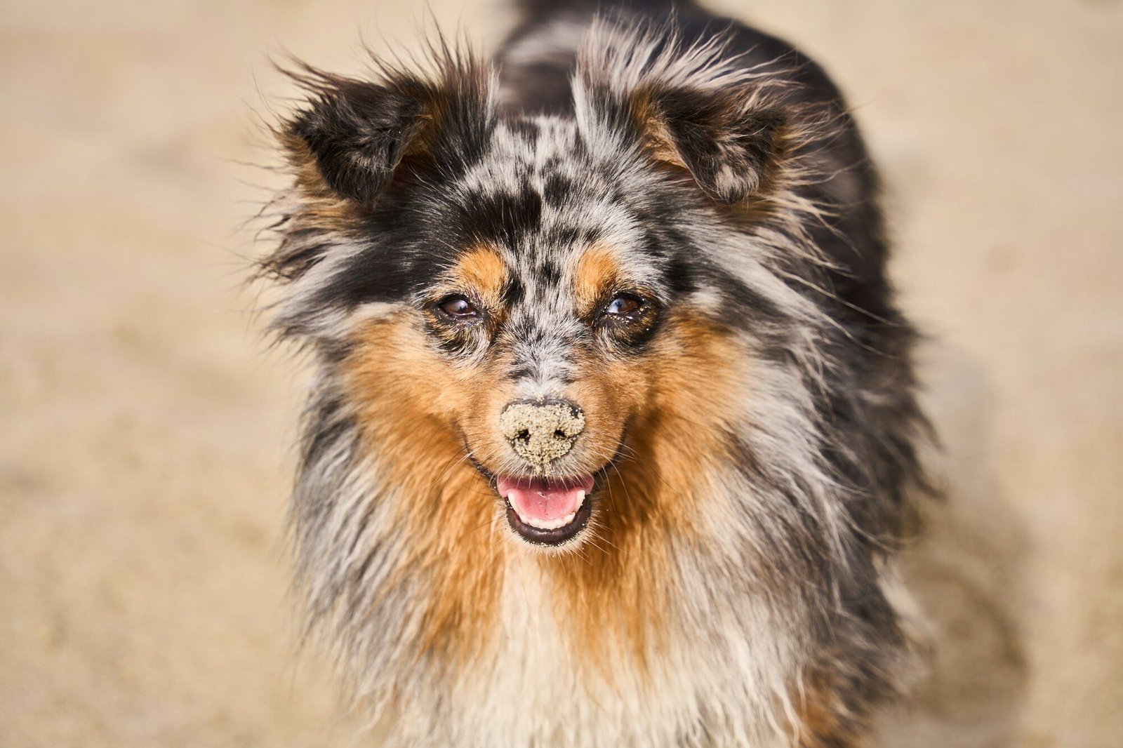 Dunk’N Dogs – Pet Groomer