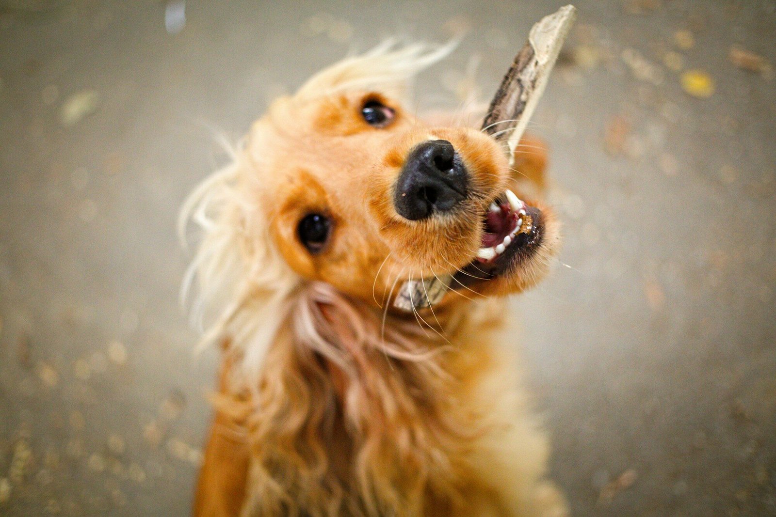 South Bark Dog Wash – Pet Supply