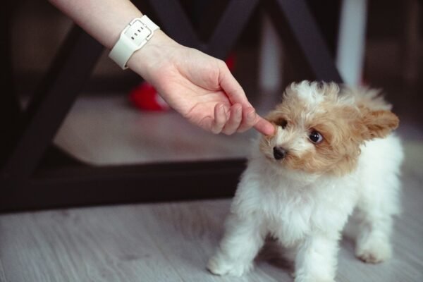 A small brown and white dog standing on top of a wooden floor