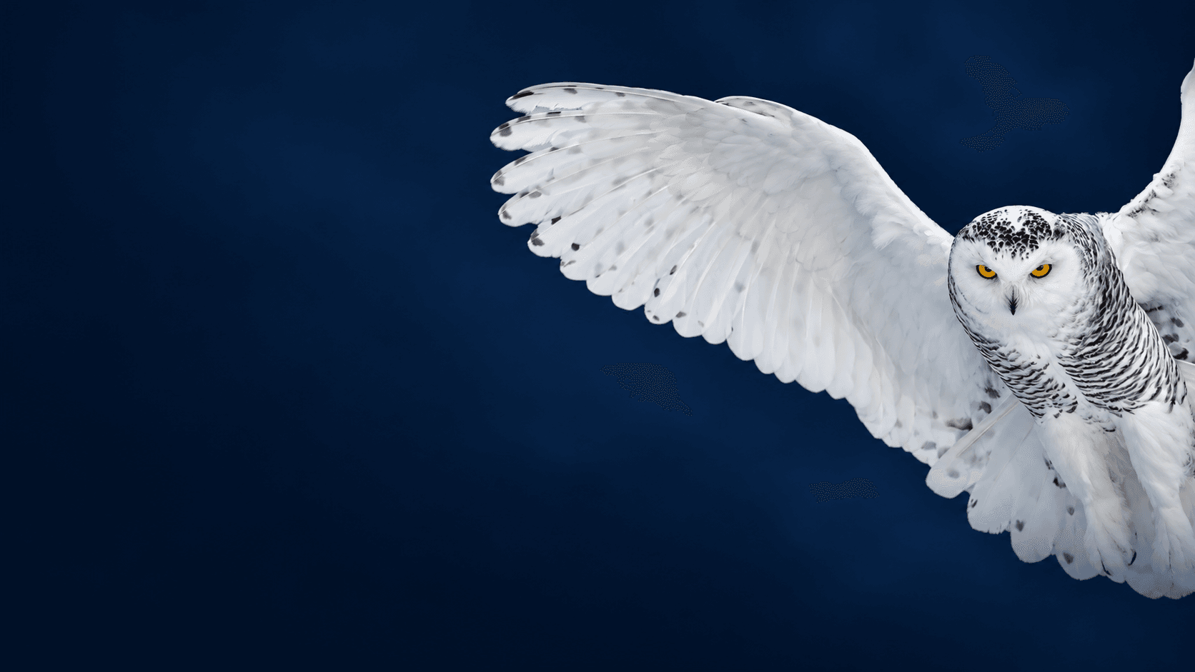 Nesenoff & Miltenberg, LLP Snowy Owl in Flight