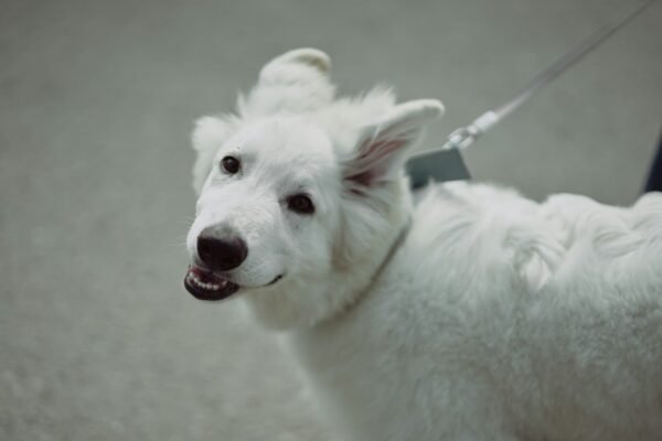 A white dog on a leash looks at the camera.