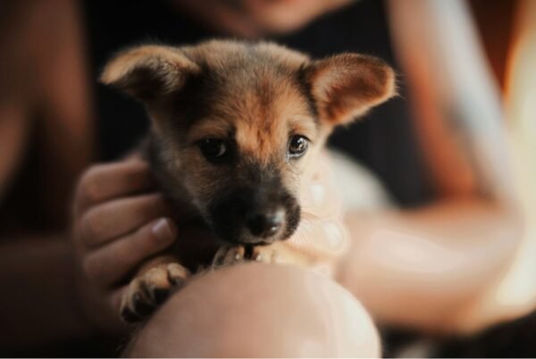 short-coated brown puppy