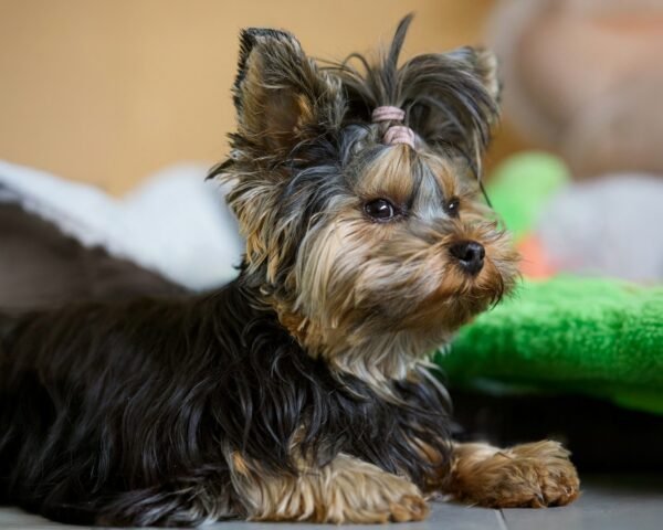 A small yorkshire terrier puppy with a pink bow.