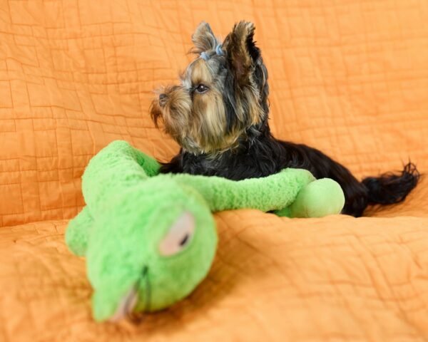 Yorkshire terrier puppy with a green toy.