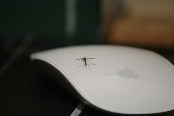 a mosquito on a white apple mouse