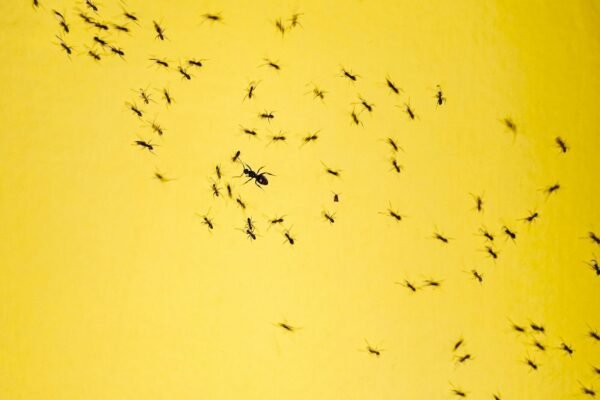 black aNTS on yellow background
