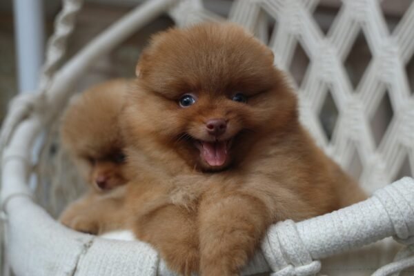 Two fluffy brown pomeranian puppies in a chair
